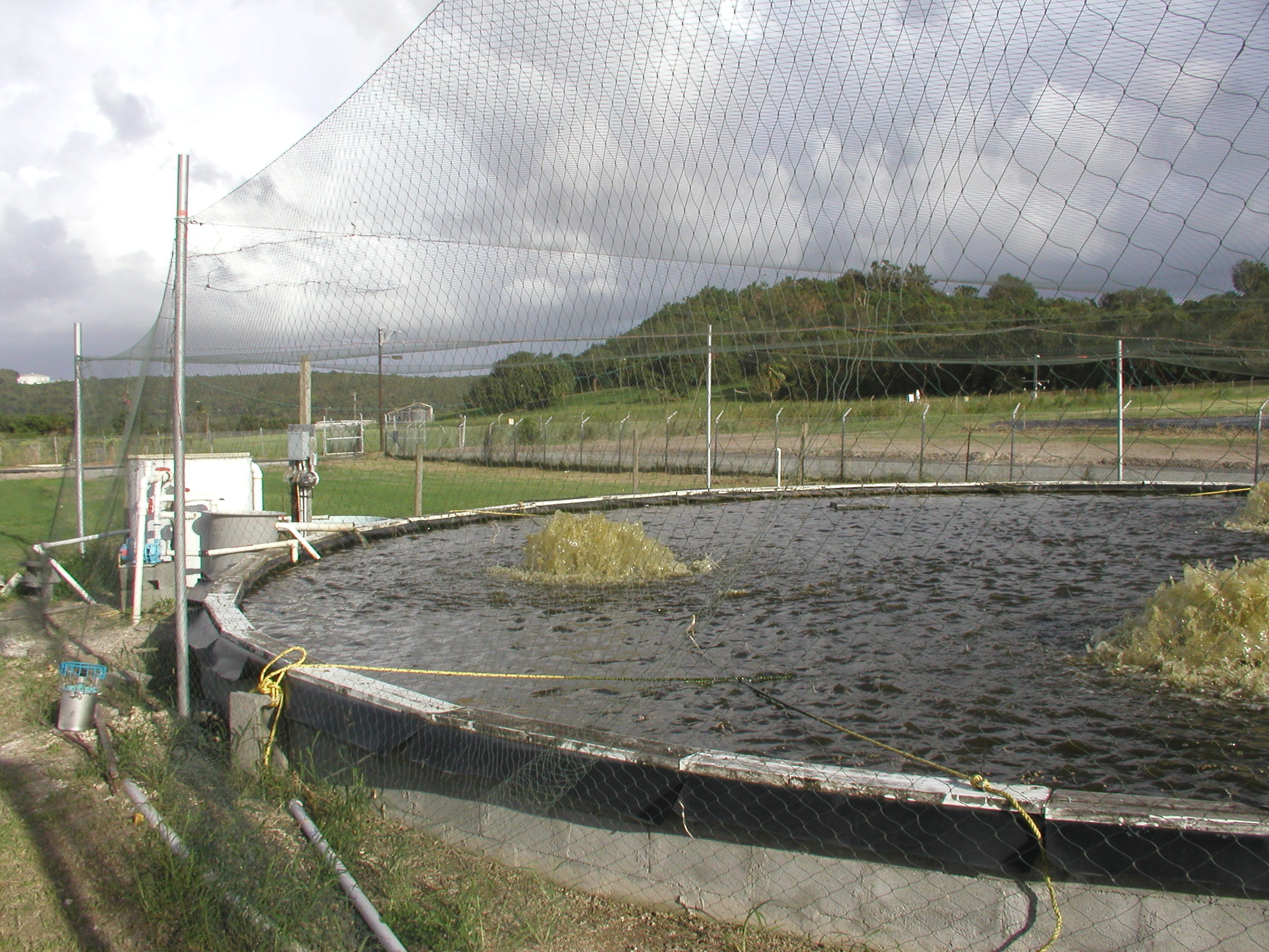 Anti-bird net to hinder access by preditors